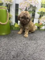 Bambi's male (sable) AKC, a male Poodle - Miniature  for sale in Jacksonville, TX – 1 of 5