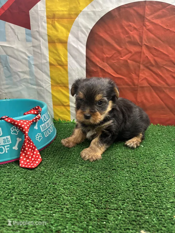 Charolette's male (red) – Yorkshire Terrier puppy for sale in Jacksonville, TX