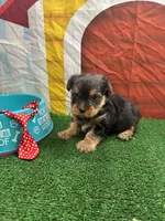Charolette's male (red), a male Yorkshire Terrier for sale in Jacksonville, TX – 1 of 1