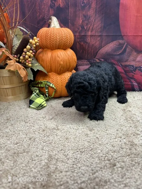 Paisley's boy (green) – Poodle - Miniature  puppy for sale in Jacksonville, TX