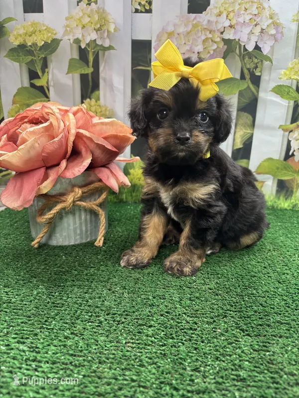 Jessey’s girl (yellow) – Cavapoo puppy for sale in Jacksonville, TX