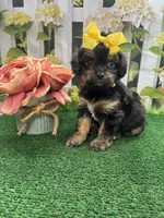 Jessey’s girl (yellow), a female Cavapoo for sale in Jacksonville, TX – 1 of 2