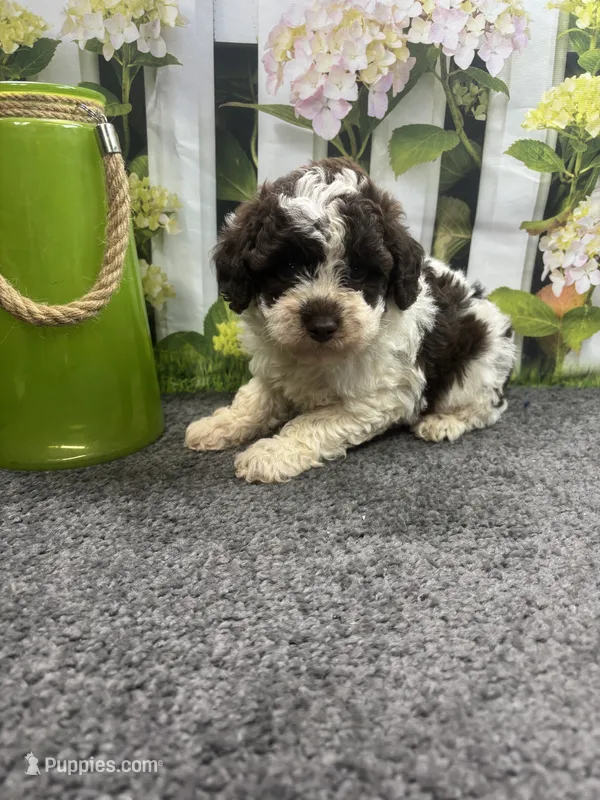 Bambi's male (choc parti) – Poodle - Miniature  puppy for sale in Jacksonville, TX
