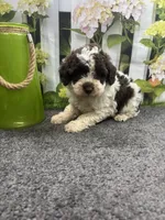Bambi's male (choc parti) AKC, a male Poodle - Miniature  for sale in Jacksonville, TX – 1 of 4