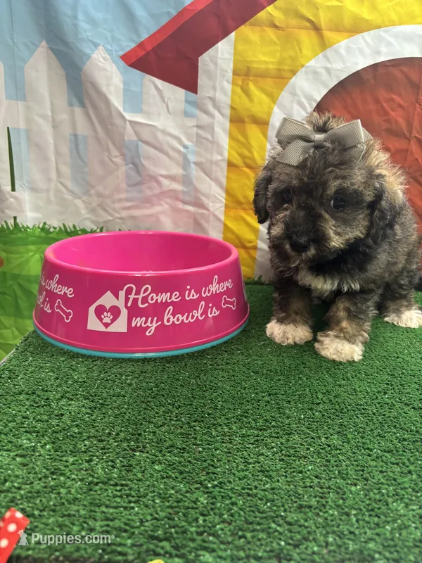 Elsa's girl (gray) – Poochon puppy for sale in Jacksonville, TX