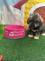 Elsa's girl (gray), a female Poochon for sale in Jacksonville, TX – 1 of 1