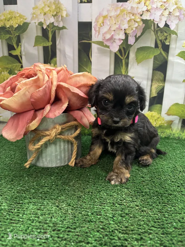 Jessey’s girl (pink) – Cavapoo puppy for sale in Jacksonville, TX