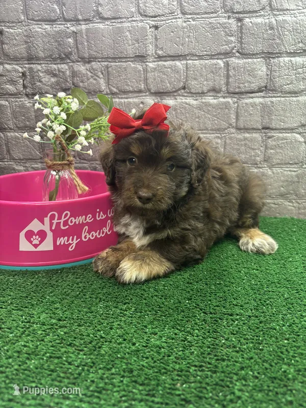 Dawn's girl (red) – Miniature Aussiedoodle puppy for sale in Jacksonville, TX