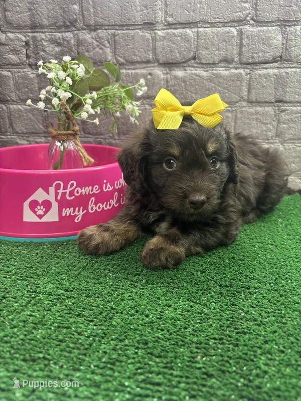 Dawn's girl (yellow) – Miniature Aussiedoodle puppy for sale in Jacksonville, TX