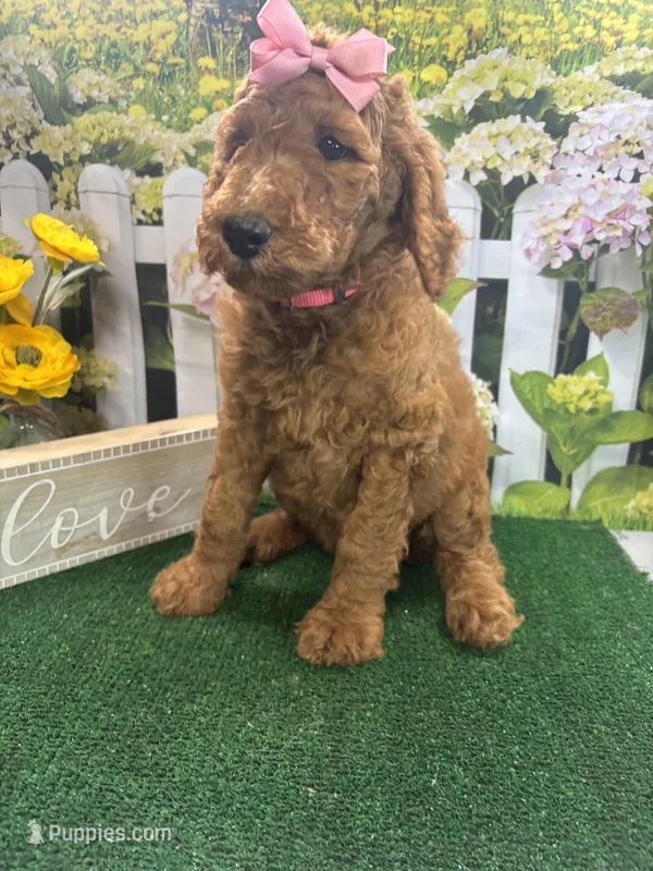 Little Ann's girl (Pink) – Poodle - Standard  puppy for sale in Jacksonville, TX