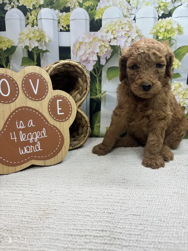 Harper's male – Poodle - Standard  puppy for sale in Jacksonville, TX