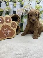 Harper's male, a male Poodle - Standard  for sale in Jacksonville, TX – 1 of 1