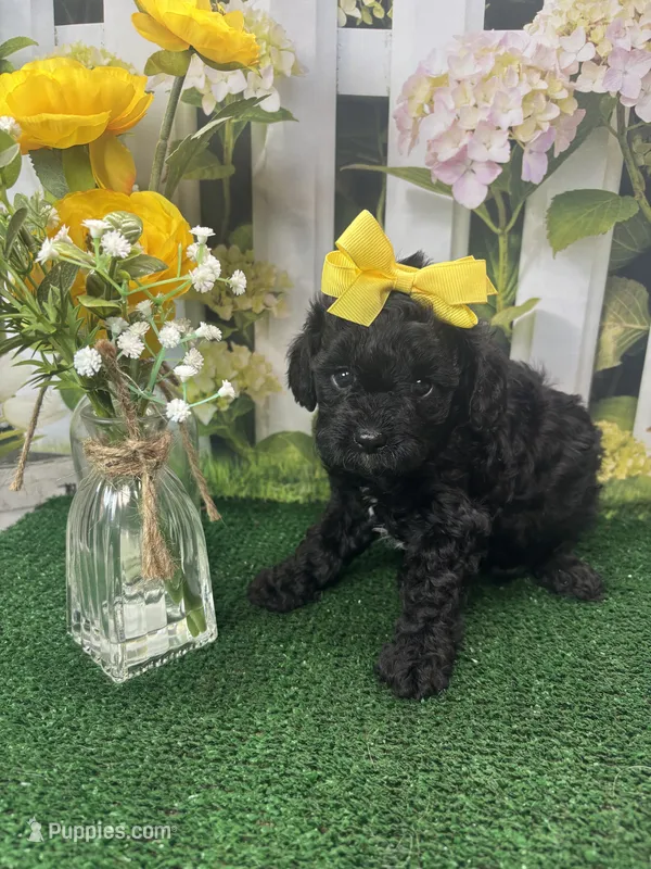Beth's girl – Cavapoo puppy for sale in Jacksonville, TX