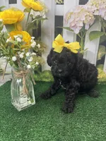 Beth's girl, a female Cavapoo for sale in Jacksonville, TX – 1 of 2