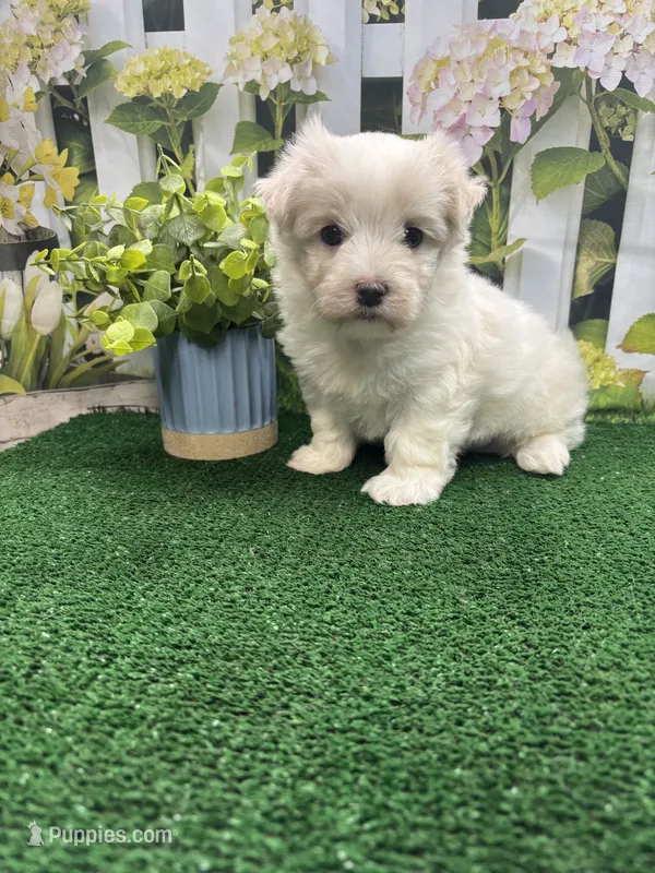 May’s male – Maltese puppy for sale in Jacksonville, TX