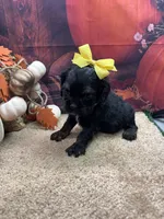 Bunny's girl (yellow), a female Cocker Spaniel for sale in Jacksonville, TX – 2 of 2