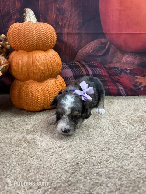 Bluie's girl (purple) – Miniature Aussiedoodle puppy for sale in Jacksonville, TX