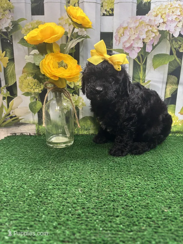 Beth's girl – Cavapoo puppy for sale in Jacksonville, TX