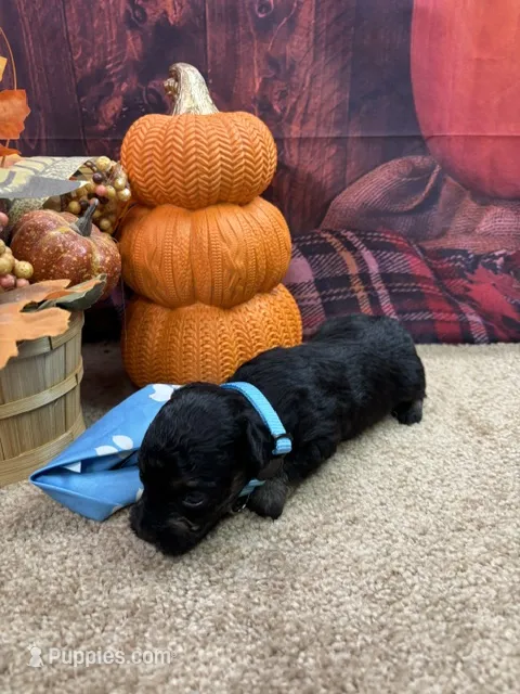 Bluie's boy (blue) – Miniature Aussiedoodle puppy for sale in Jacksonville, TX