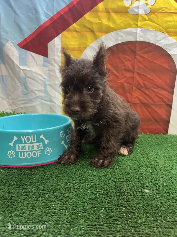 Darla's male – Miniature Schnauzer puppy for sale in Jacksonville, TX