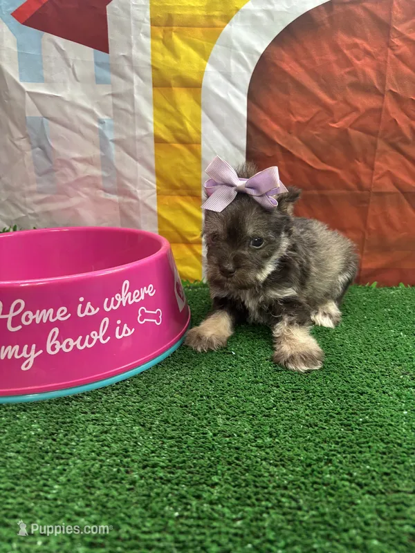 Elsa's girl (Purple) – Poochon puppy for sale in Jacksonville, TX