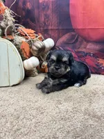 Ellie's male (white), a male Yorkshire Terrier for sale in Jacksonville, TX – 2 of 2
