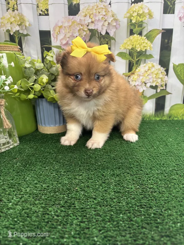 Dolly's girl – Pomeranian puppy for sale in Jacksonville, TX