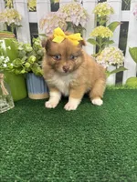 Dolly's girl (purple), a female Pomeranian for sale in Jacksonville, TX – 3 of 3