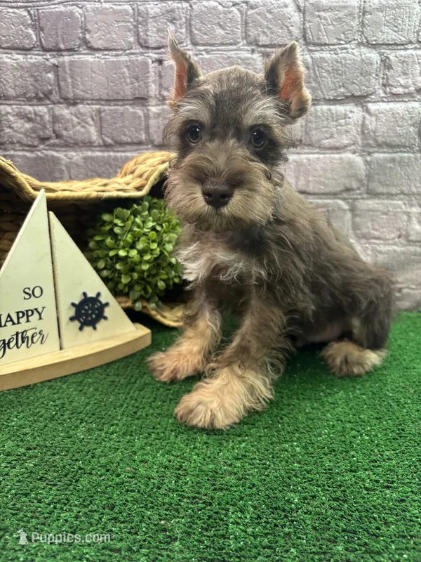 Charlie's male (white) – Miniature Schnauzer puppy for sale in Jacksonville, TX