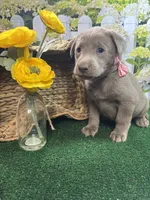 Puddin girl (pink), a female Labrador Retriever for sale in Jacksonville, TX – 1 of 1