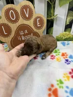 Bambi's male (sable), a male Poodle - Miniature  for sale in Jacksonville, TX – 2 of 2