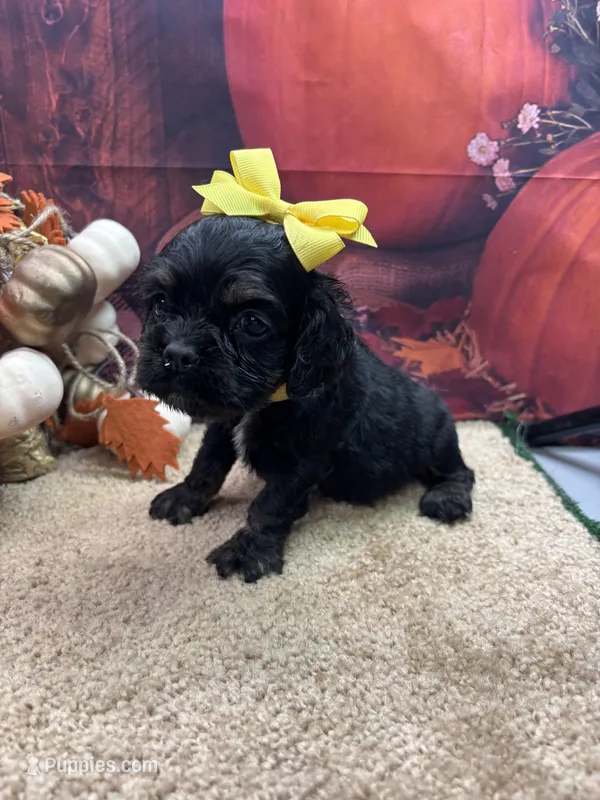 Bunny's girl (yellow) – Cocker Spaniel puppy for sale in Jacksonville, TX
