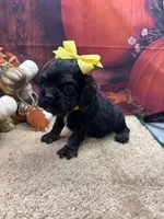 Bunny's girl (yellow), a female Cocker Spaniel for sale in Jacksonville, TX – 1 of 2