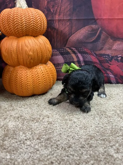 Bluie's girl (lime) – Miniature Aussiedoodle puppy for sale in Jacksonville, TX
