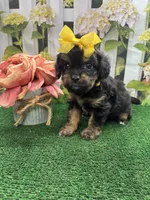 Jessey’s girl (yellow), a female Cavapoo for sale in Jacksonville, TX – 2 of 2