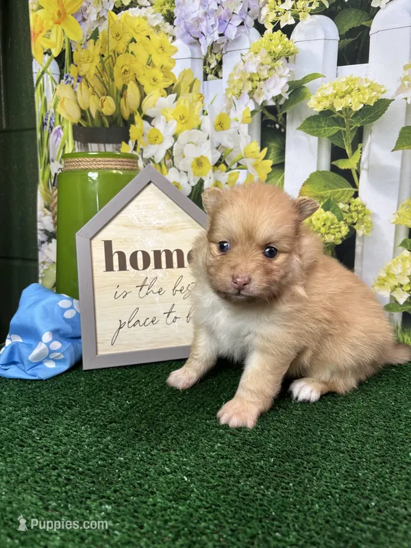 Dollys male – Pomeranian puppy for sale in Jacksonville, TX