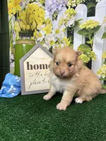 Dollys male (green), a male Pomeranian for sale in Jacksonville, TX – 3 of 7