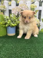 Dollys male (green), a male Pomeranian for sale in Jacksonville, TX – 7 of 7