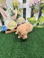 Dollys male, a male Pomeranian for sale in Jacksonville, TX – Photo 2 of 2