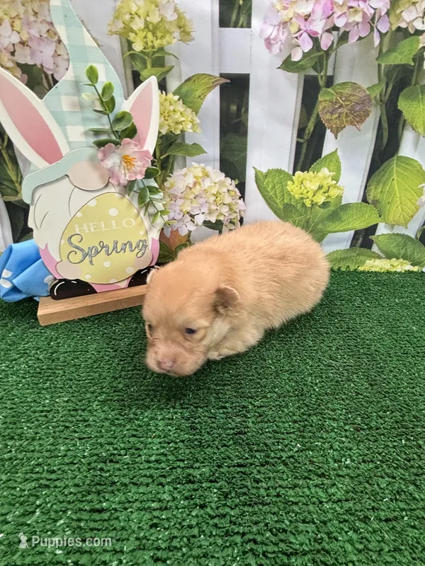 Dollys male – Pomeranian puppy for sale in Jacksonville, TX