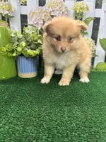 Dollys male (green), a male Pomeranian for sale in Jacksonville, TX – 6 of 7