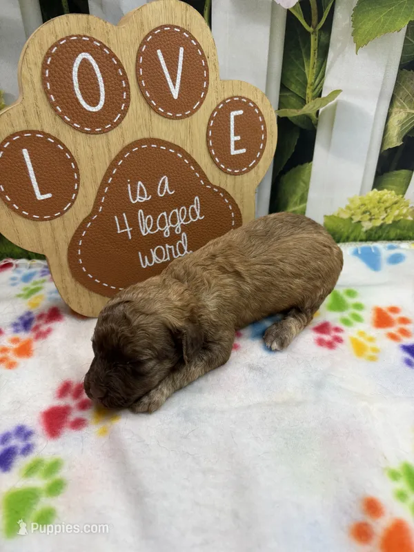 Bambi's male (sable) – Poodle - Miniature  puppy for sale in Jacksonville, TX