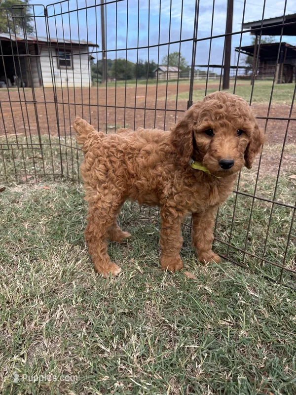 Maya's girl (yellow) – Poodle - Standard  puppy for sale in Jacksonville, TX