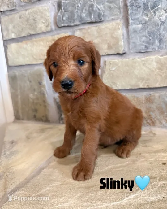 Slinky – Goldendoodle, Poodle - Standard  puppy for sale in Jacksonville, TX