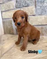 Slinky, a male Goldendoodle and Poodle - Standard  for sale in Jacksonville, TX – 1 of 1