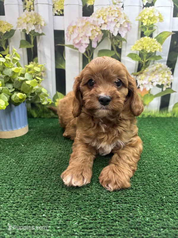 Beth's male – Cavapoo puppy for sale in Jacksonville, TX