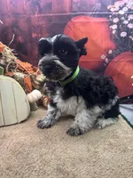River's boy (green), a male Miniature Schnauzer for sale in Jacksonville, TX – 1 of 3