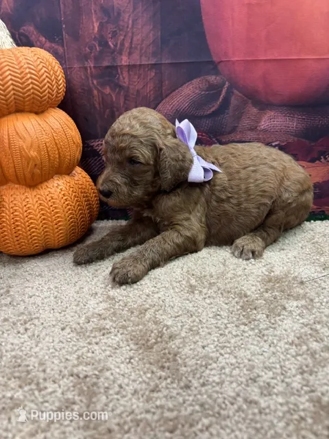 Little Ann's girl (purple) – Poodle - Standard  puppy for sale in Jacksonville, TX