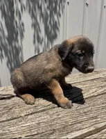 Sandy’s male (orange), a male Belgian Malinois and Golden Retriever for sale in Jacksonville, TX – Photo 3 of 3