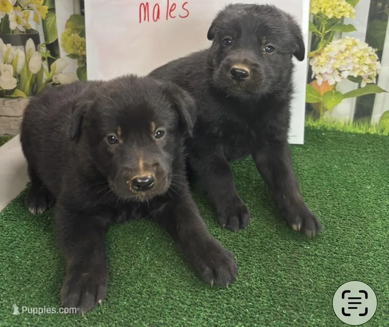 Sandy’s boys – Belgian Malinois, Golden Retriever puppy for sale in Jacksonville, TX